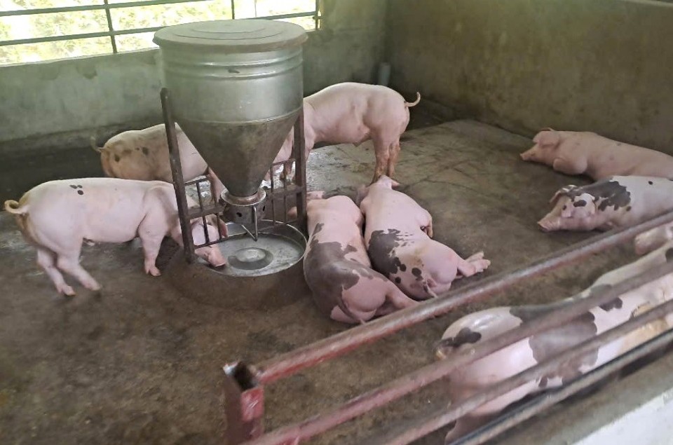 Dịch tả lợn Châu Phi bùng phát ở Nghệ An, người chăn nuôi thiệt hại nặng nề