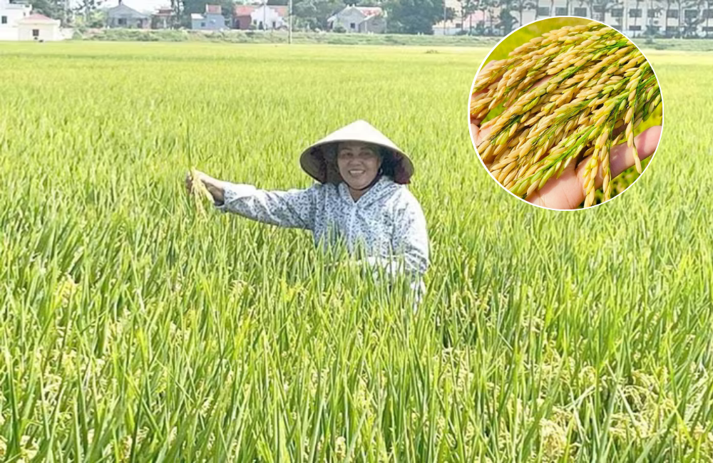 Hà Nội: Đưa giống lúa mới nâng cao chất lượng sản xuất