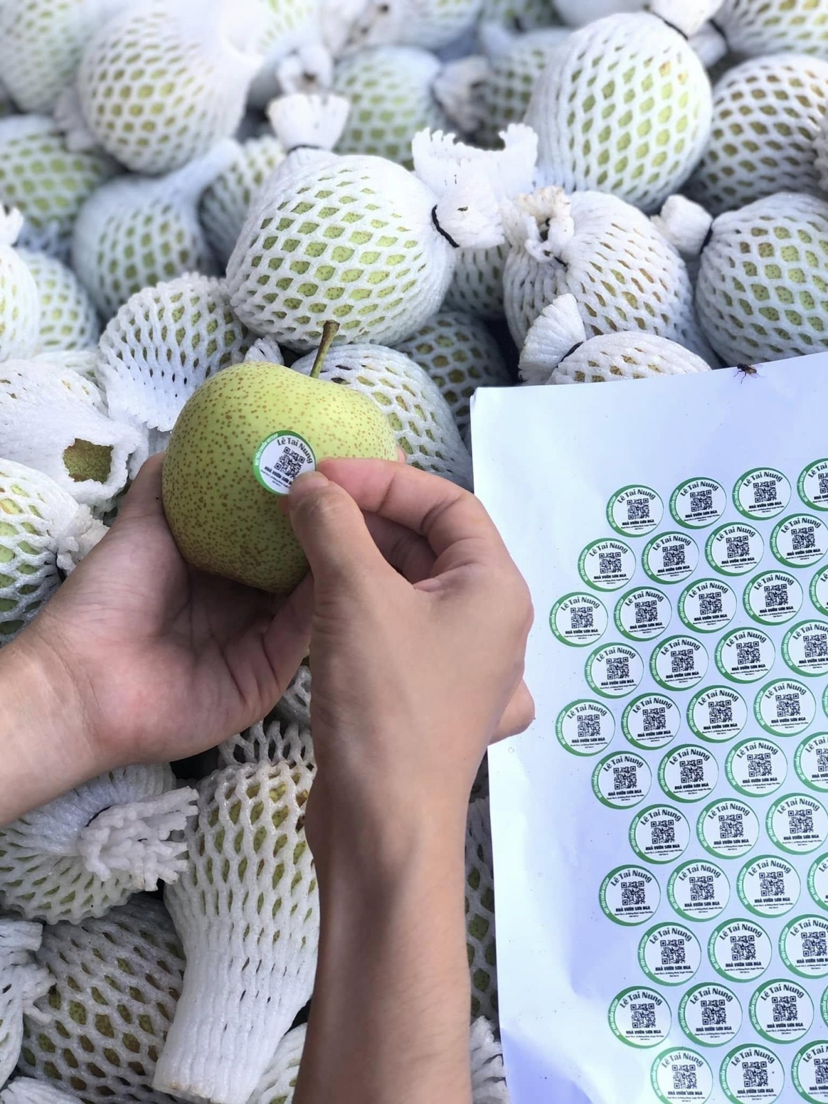 Phép cộng bền vững cho nông nghiệp miền núi - Bài 4: Cơ chế đã mở cho sản xuất nông nghiệp hữu cơ