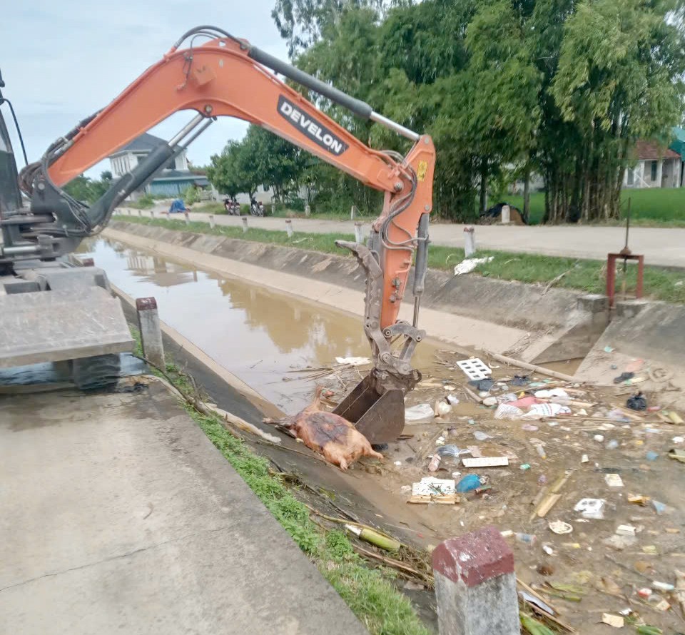 Nghệ An: Xử lý nghiêm hành vi giấu dịch, vứt xác lợn bệnh ra môi trường