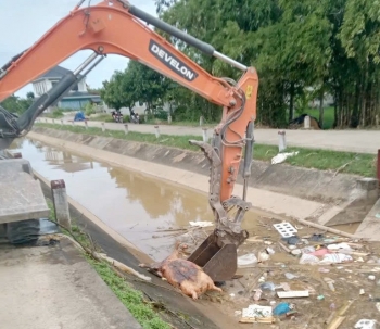 Nghệ An: Xử lý nghiêm hành vi giấu dịch, vứt xác lợn bệnh ra môi trường