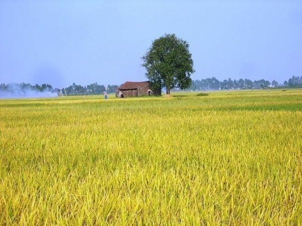 Nông nghiệp Hải Phòng sau sáp nhập: Nâng cao ưu thế, vươn tầm giá trị