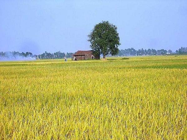 Nông nghiệp Hải Phòng sau sáp nhập: Nâng cao ưu thế, vươn tầm giá trị