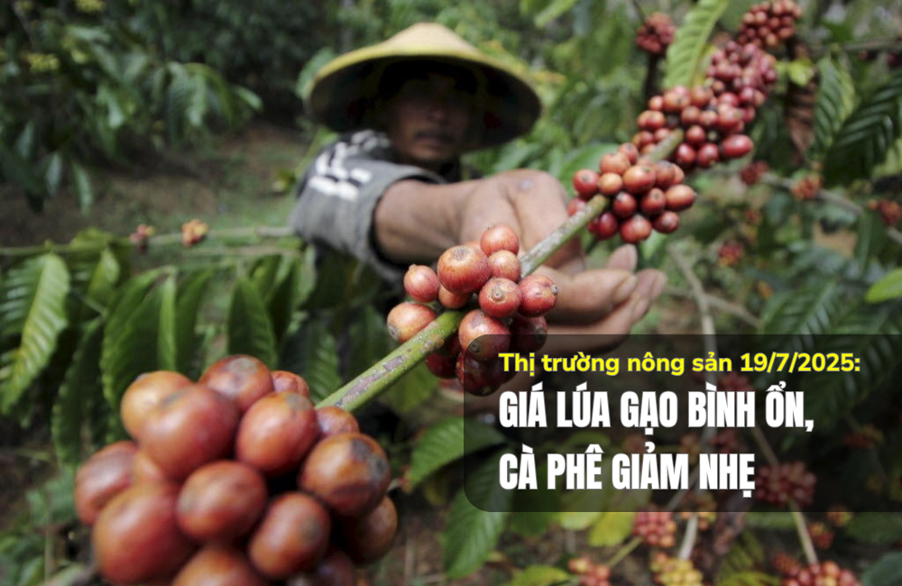 Thị trường nông sản 19/7/2025: Giá lúa gạo bình ổn, cà phê giảm nhẹ
