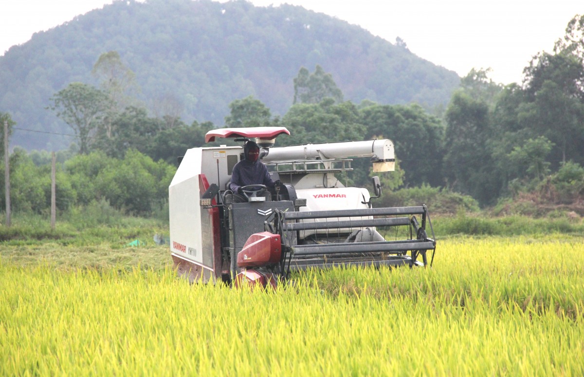 Nghệ An chủ động ứng phó với bão Wipha, thu hoạch sản phẩm nông nghiệp với phương châm “xanh nhà hơn già đồng”