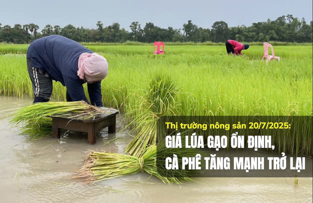 Thị trường nông sản 20/7/2025: Giá lúa gạo ổn định, cà phê tăng mạnh trở lại