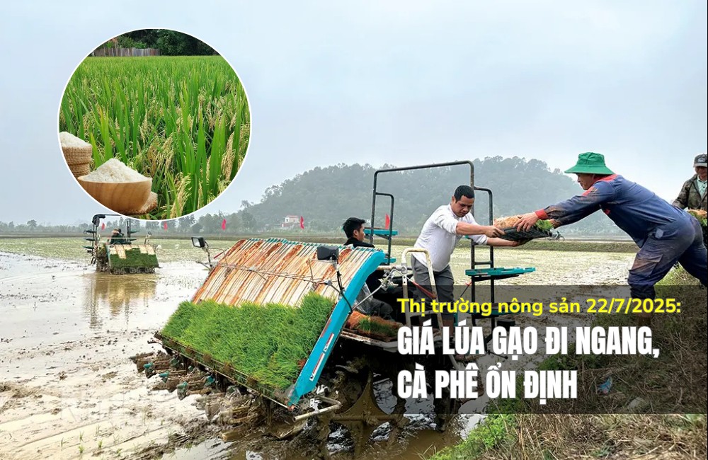 Thị trường nông sản 22/7/2025: Giá lúa gạo đi ngang, cà phê ổn định