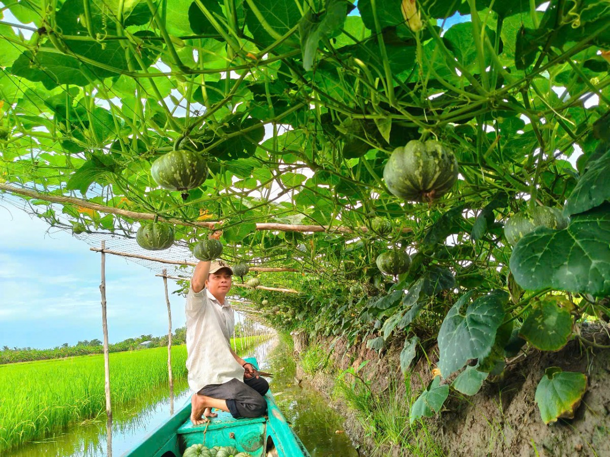 Làm giàu nhờ chuyển đổi mô hình sản xuất kết hợp lúa – rau màu