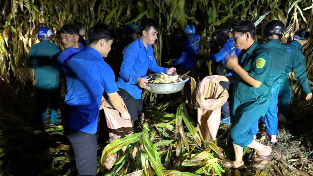 Kịp thời giúp người dân thu hoạch ngô trước nguy cơ bị ngập sâu dọc sông Lam