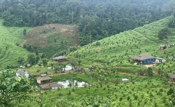 Lâm Đồng:Tăng cường quản lý đất nông nghiệp, rừng sản xuất tại nơi nguy cơ bị lấn, chiếm trái phép