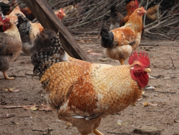 Ngành nông nghiệp tỉnh Quảng Ninh 6 tháng đầu năm trên đà tăng trưởng