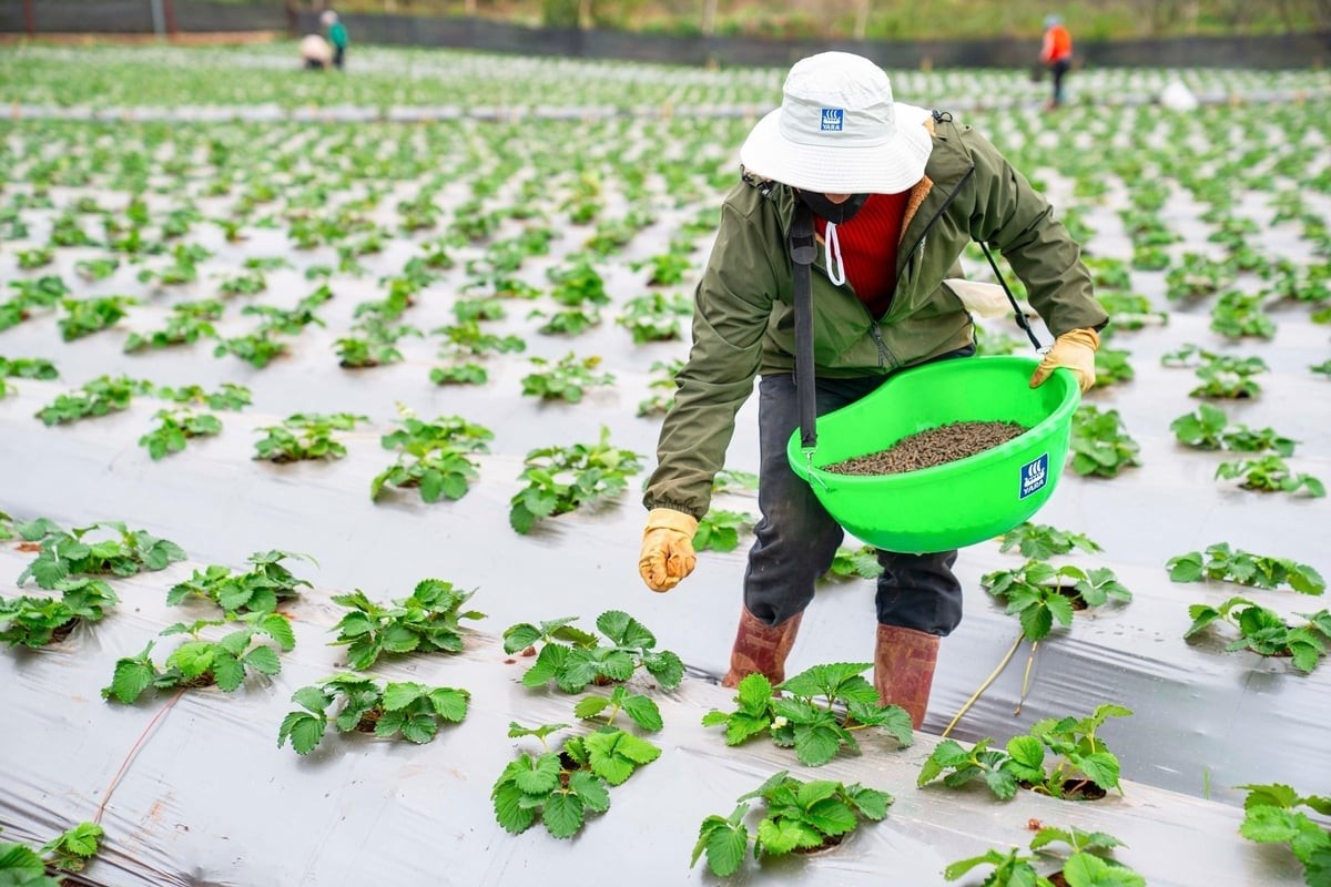 Nông nghiệp hữu cơ qua thời 