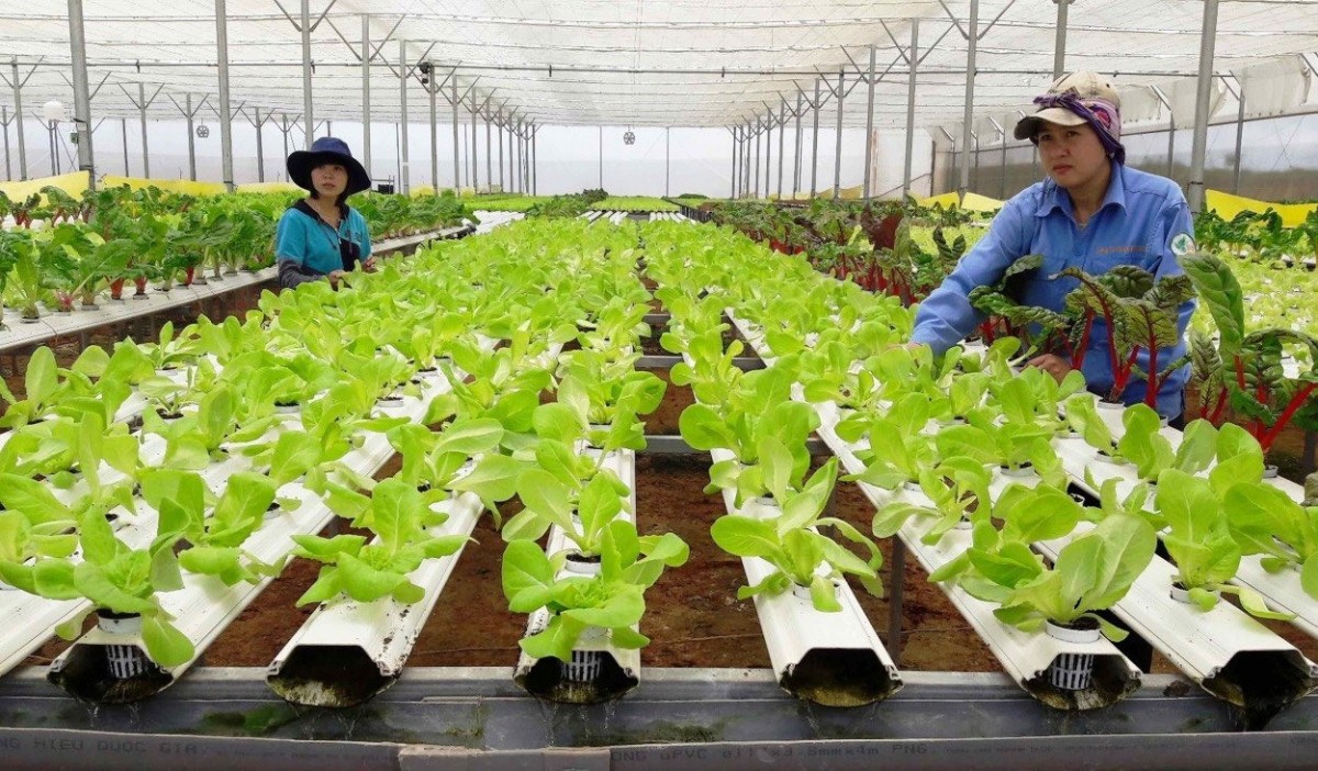 Nông nghiệp hữu cơ qua thời 