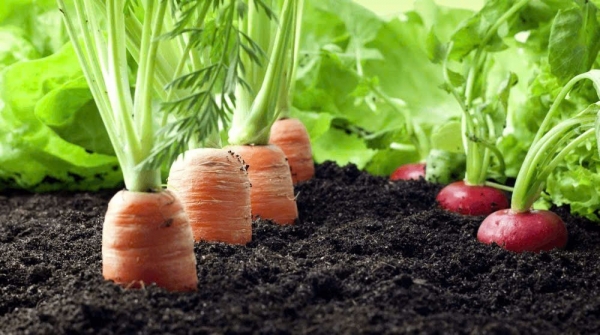 Nông nghiệp hữu cơ qua thời "lẻ bóng bơ vơ" một mình - Bài 2: “Ươm mầm” nông nghiệp hữu cơ Việt Nam