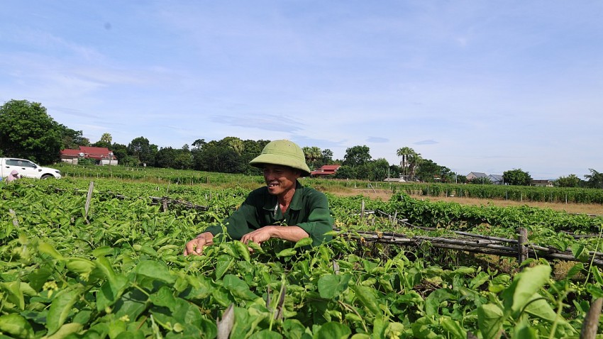 Hàng ngày, vợ chồng Lê Duy Sáu đều dậy từ 3 giờ sáng thu hoạch hoa thiên lý đến gần 11 giờ trưa. 