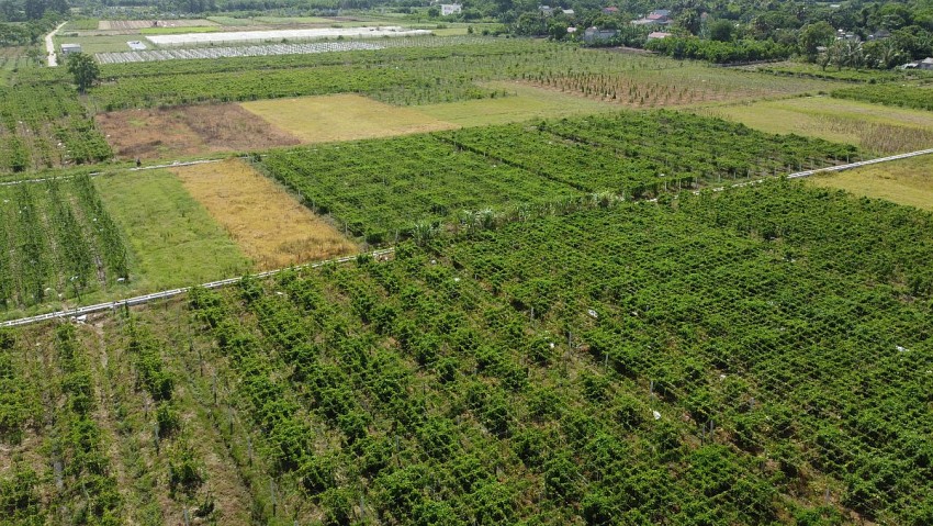 Nhiều hộ dân thôn Yên Bình trở nên khá giả nhờ trồng cây hoa thiên lý. 