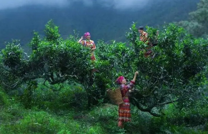 Chè Shan tuyết Suối Giàng - hương hoa từ núi rừng Yên Bái