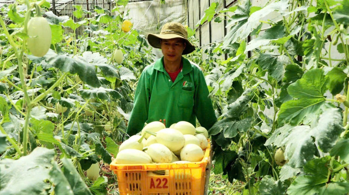 Nông nghiệp hữu cơ qua thời "lẻ bóng bơ vơ" một mình - Bài 3: Khai phóng tiềm năng, bứt phá rào cản