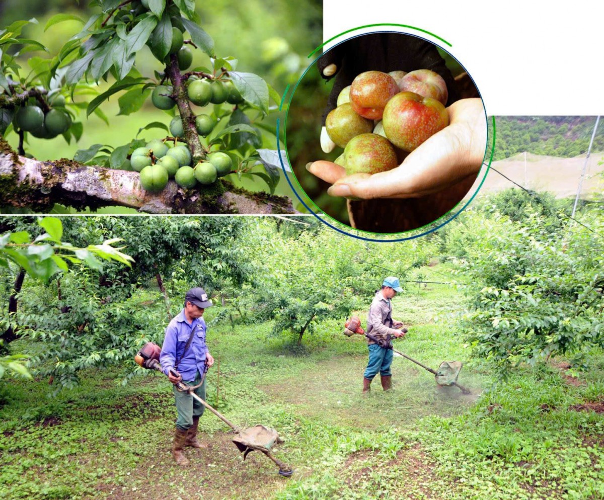 Nông nghiệp hữu cơ qua thời 