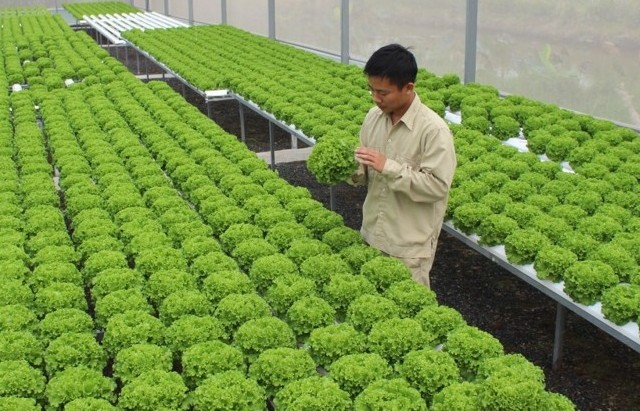 Lý giải bản chất của Nông nghiệp công nghệ cao