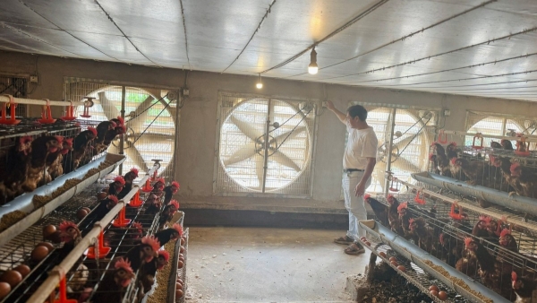 Hà Tĩnh: Trồng rau, nuôi gà thời đại công nghệ số