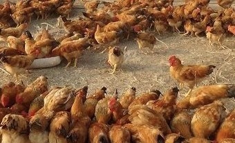 Cao Bằng: Hỗ trợ triển khai 4 mô hình khuyến nông