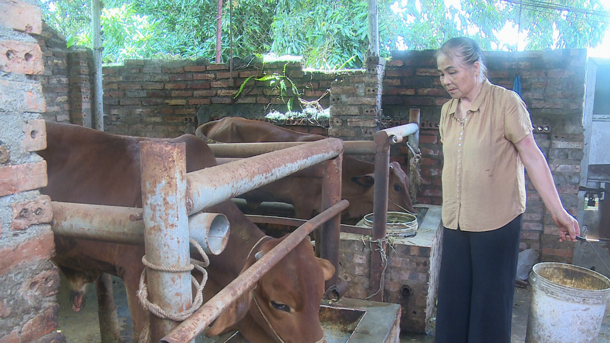 Đầu tư mô hình nuôi ếch đem lại hiệu quả kinh tế cao