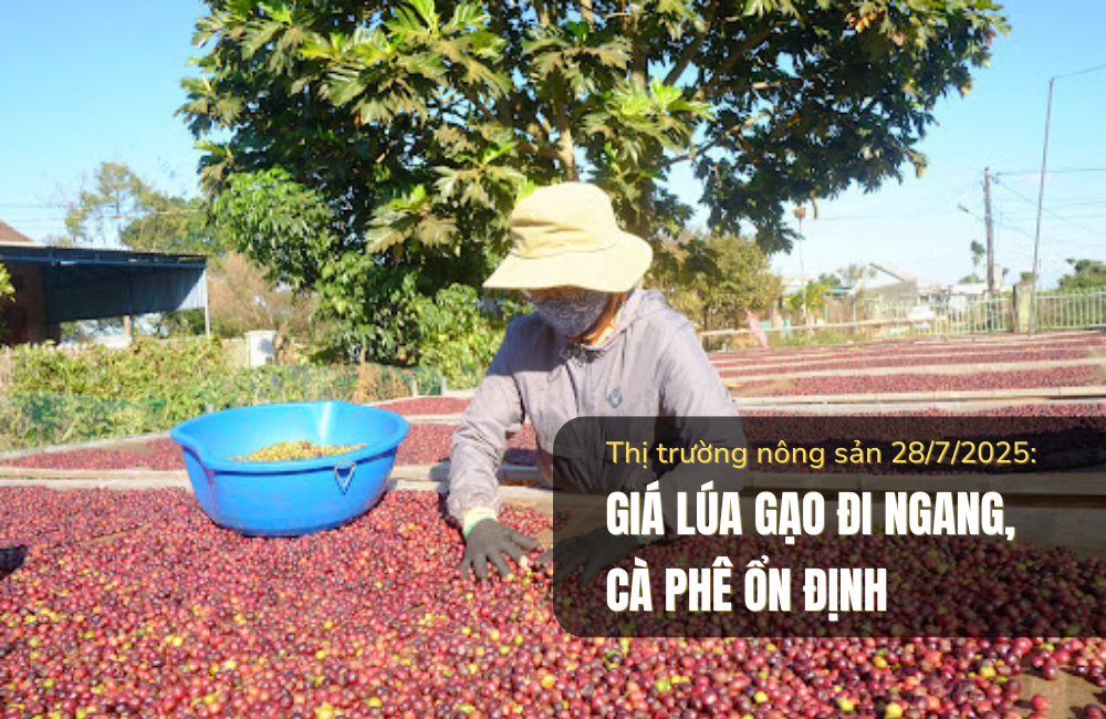 Thị trường nông sản 28/7/2025: Giá lúa gạo đi ngang, cà phê ổn định