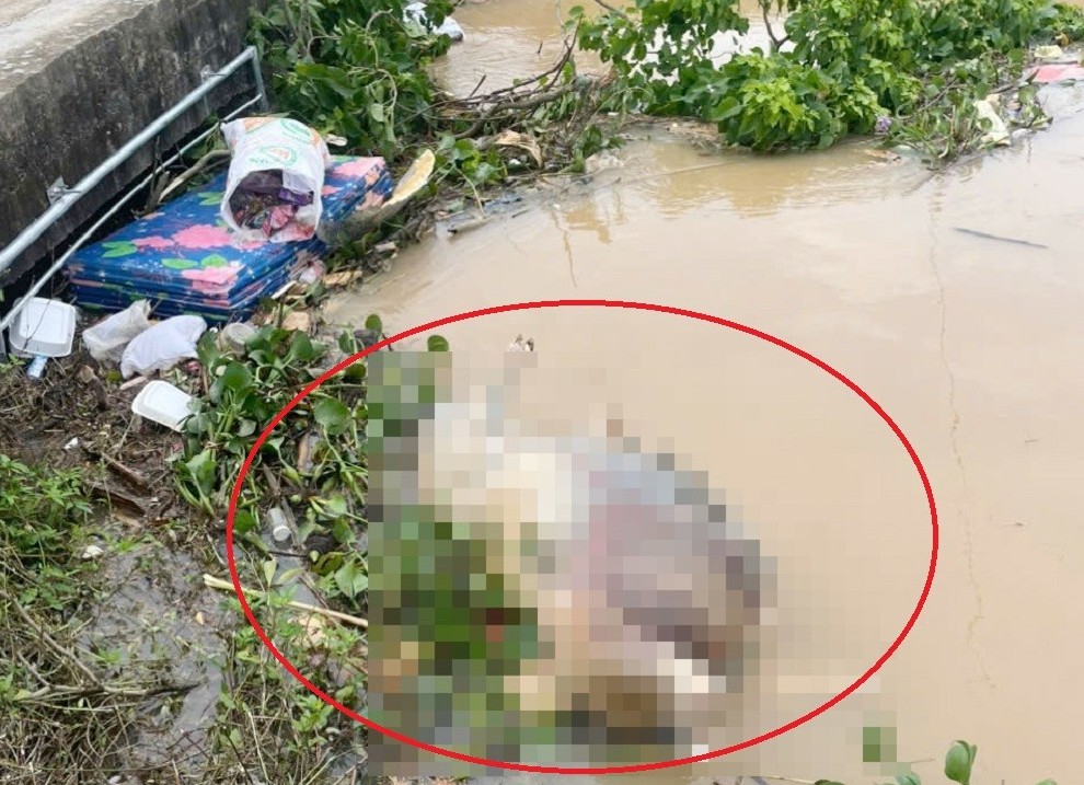 Xác lợn trôi kênh thủy lợi ở Nghệ An, xã lắp lưới chắn để ngăn chặn, phòng tránh dịch bệnh
