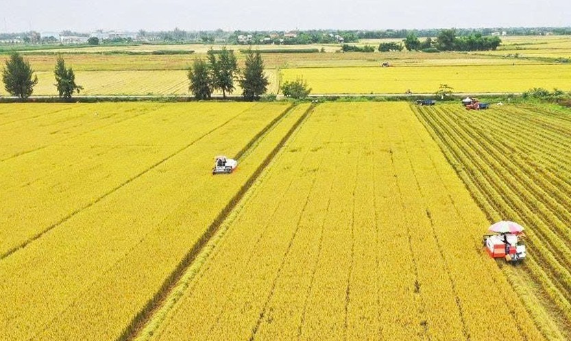 Đề án 1 triệu hécta lúa chất lượng cao: Hướng đi chiến lược cho nông nghiệp xanh ở Đồng bằng sông Cửu Long