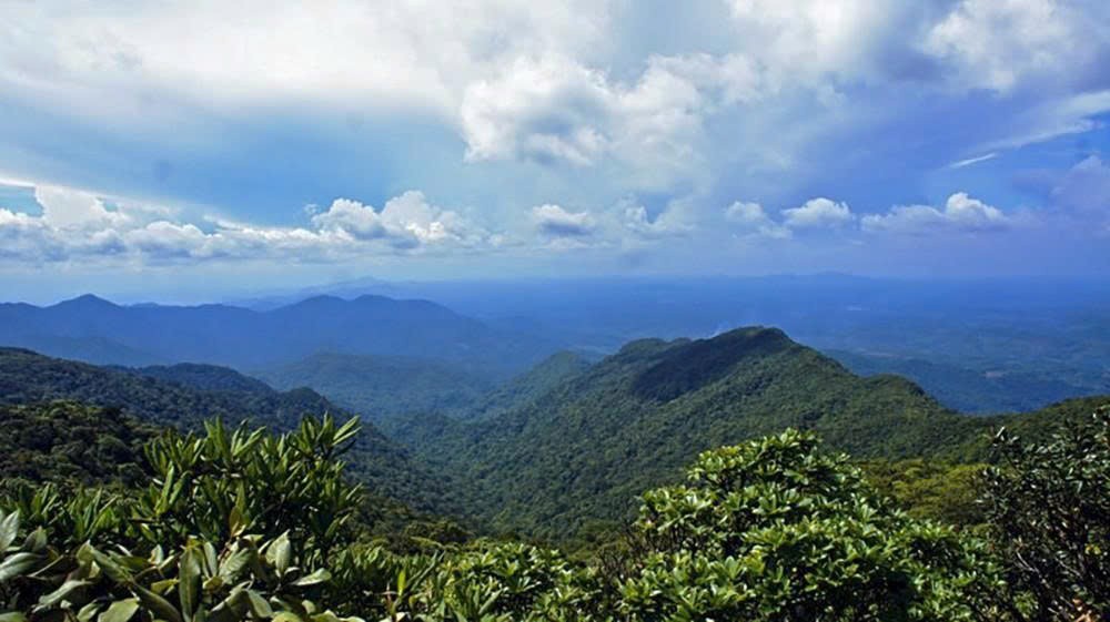 Lâm Đồng: Khẩn trương hoàn thành mục tiêu phát triển rừng năm 2025