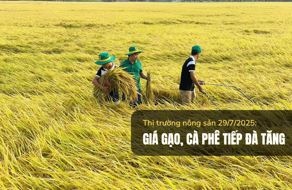 Thị trường nông sản 29/7/2025: Giá gạo, cà phê tiếp đà tăng
