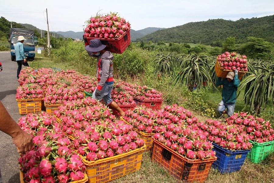 Thủ tướng chỉ đạo gỡ vướng xuất khẩu thanh long, hồ tiêu sang EU
