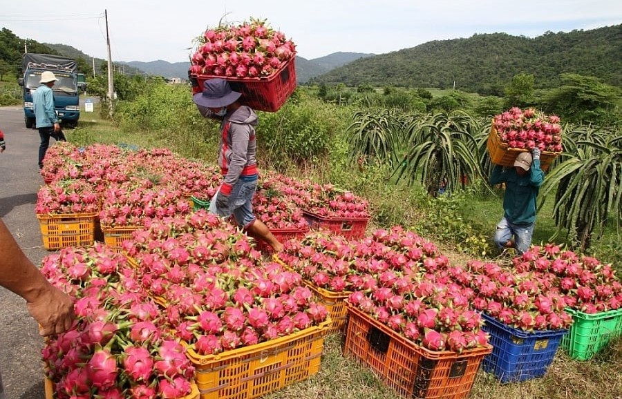 Thủ tướng chỉ đạo gỡ vướng xuất khẩu thanh long, hồ tiêu sang EU