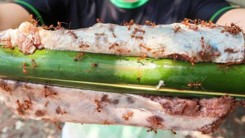 Bò tái kiến đốt - Món ăn độc lạ ở Vĩnh Phúc