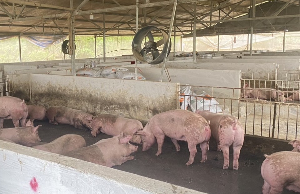 Cao Bằng: Xã Vinh Quý tiêu huỷ 243 con lợn bị nhiễm dịch tả lợn châu Phi