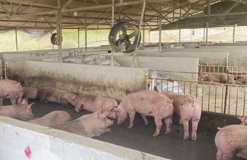 Cao Bằng: Xã Vinh Quý tiêu huỷ 243 con lợn bị nhiễm dịch tả lợn châu Phi