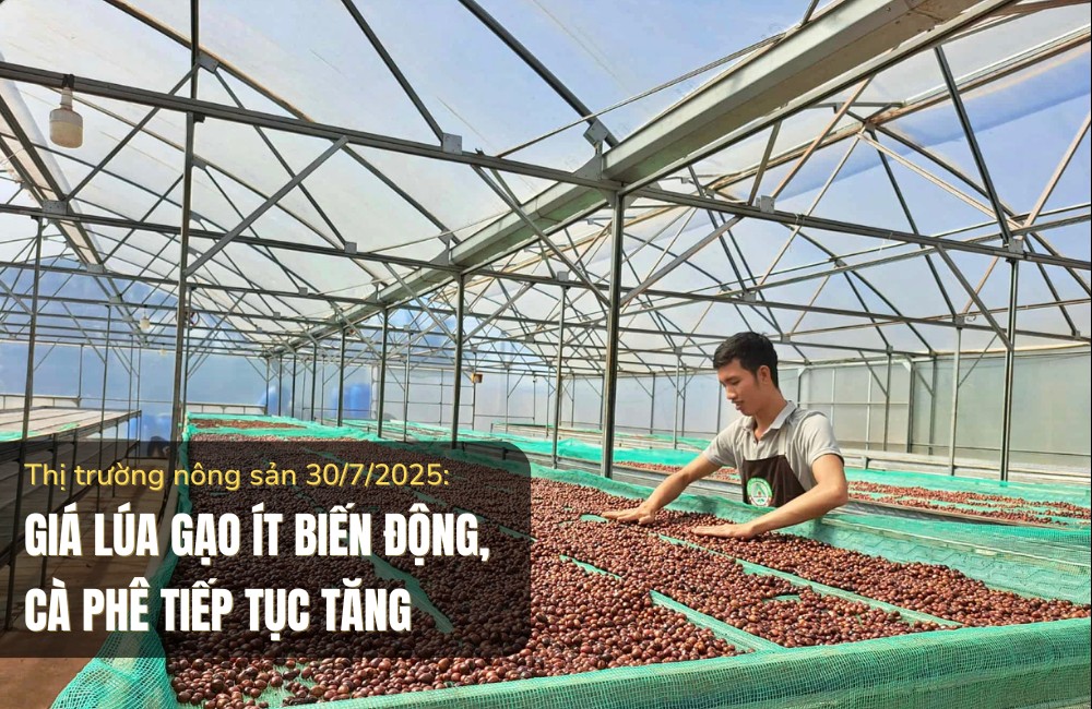 Thị trường nông sản 30/7/2025: Giá lúa gạo ít biến động, cà phê tiếp tục tăng