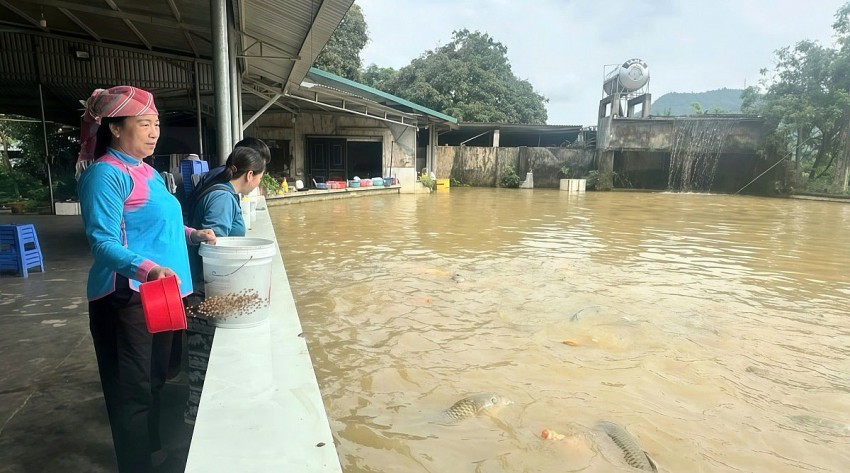 Người phụ nữ dân tộc Giáy vượt khó làm kinh tế giỏi