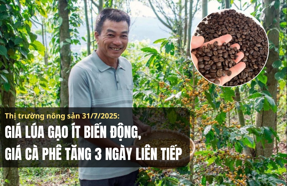 Thị trường nông sản 31/7/2025: Giá lúa gạo ít biến động, cà phê tăng 3 ngày liên tiếp