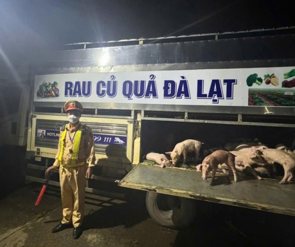 Đắk Lắk: Phát hiện, ngăn chặn kịp thời vụ vận chuyển lợn nhiễm dịch tả lợn Châu Phi