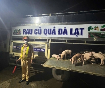 Đắk Lắk: Phát hiện, ngăn chặn kịp thời vụ vận chuyển lợn nhiễm dịch tả lợn Châu Phi