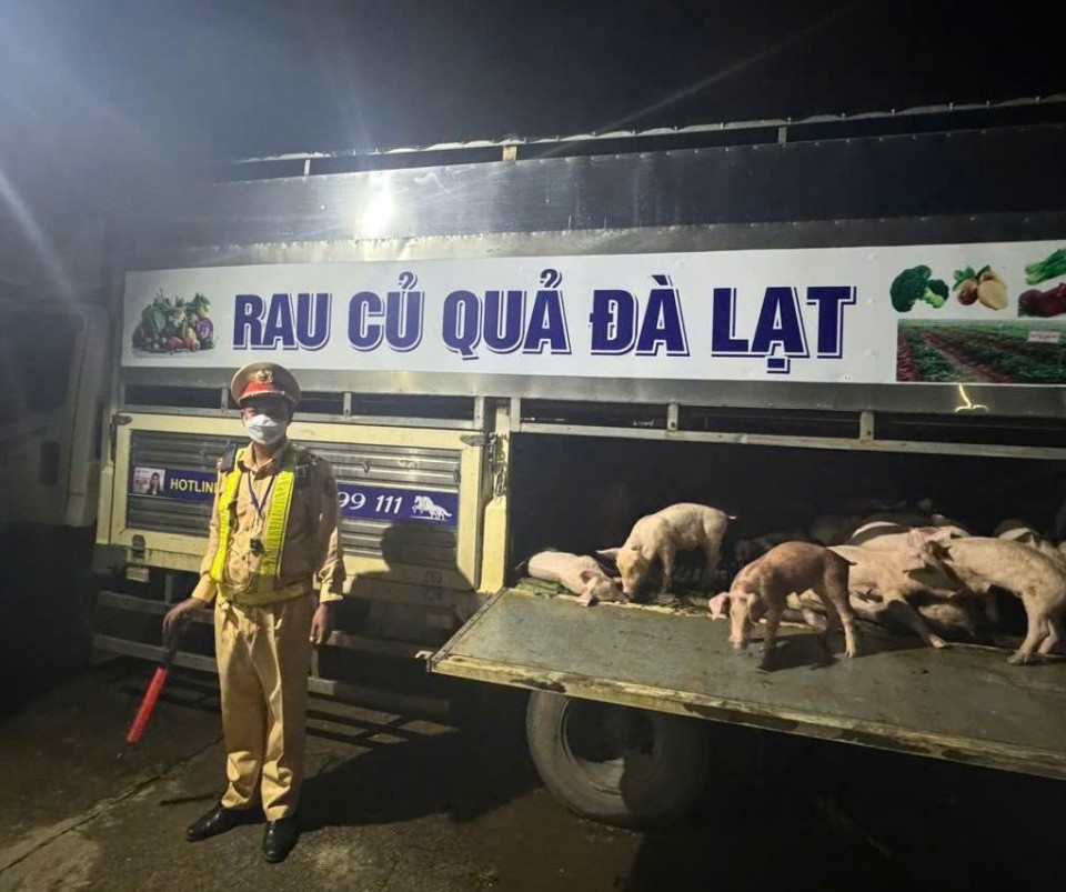Đắk Lắk: Phát hiện, ngăn chặn kịp thời vụ vận chuyển lợn nhiễm dịch tả lợn Châu Phi