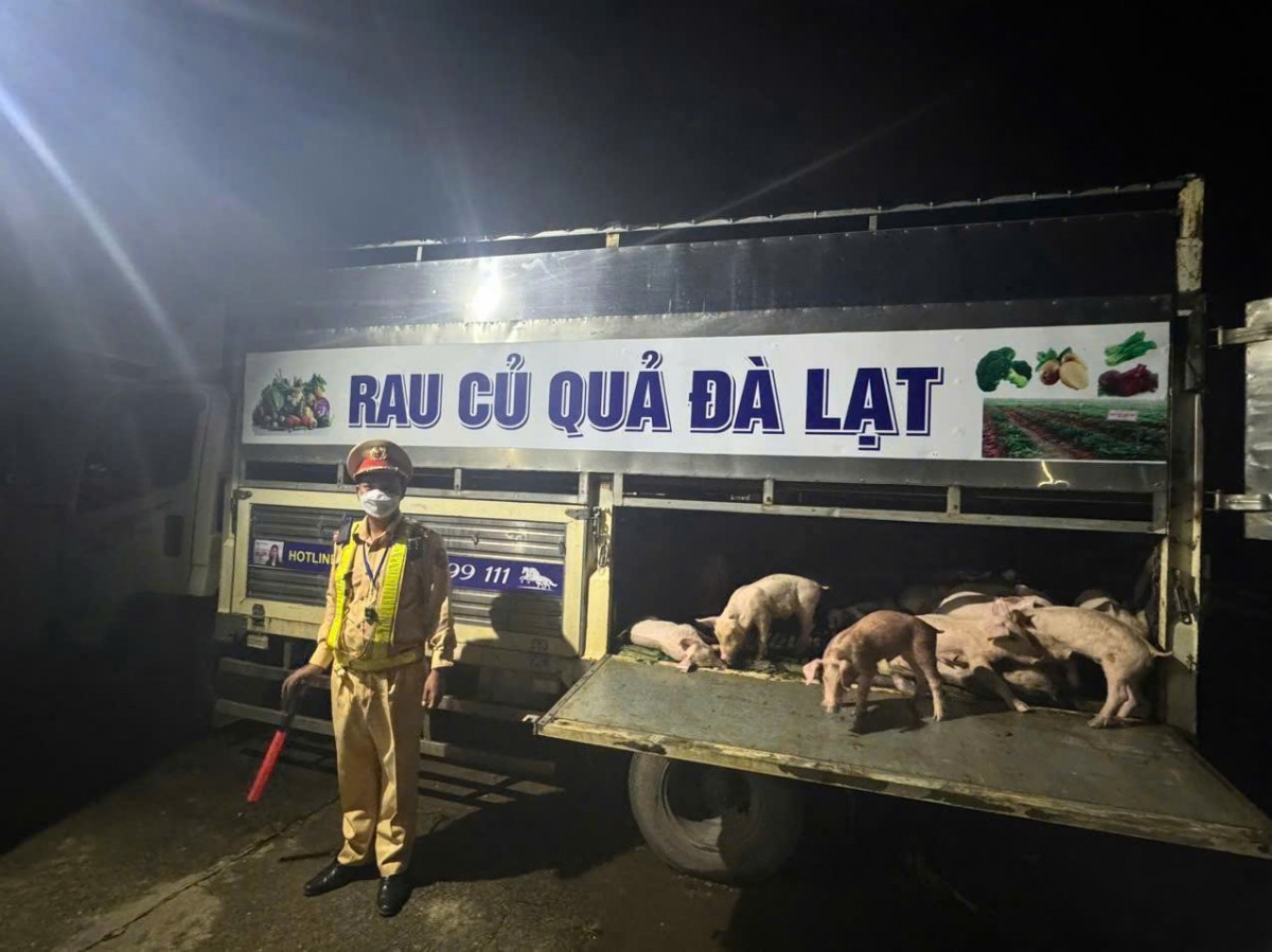 Đắk Lắk: Phát hiện, ngăn chặn kịp thời vụ vận chuyển lợn nhiễm dịch tả lợn Châu Phi