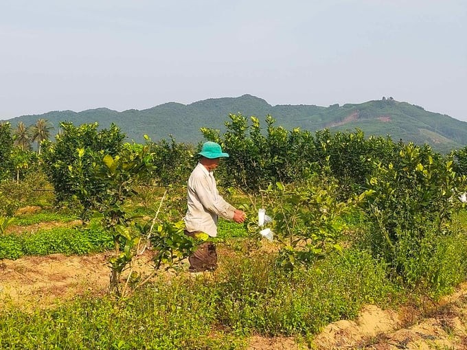 Phát triển nông nghiệp Hữu cơ: Hướng đi tất yếu cho tương lai
