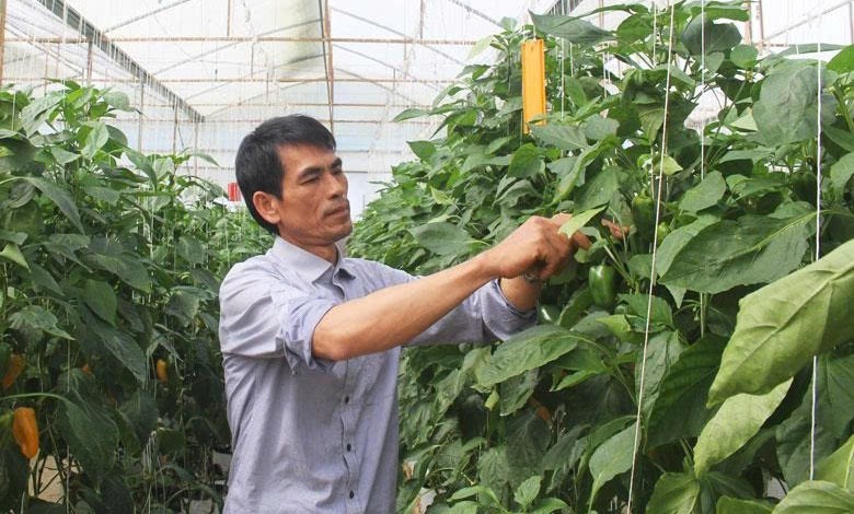 Đẩy mạnh mô hình Hợp tác xã tiêu dùng và kênh tiêu thụ nông sản