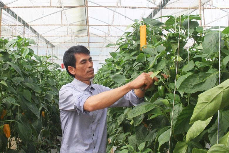 Đẩy mạnh mô hình Hợp tác xã tiêu dùng và kênh tiêu thụ nông sản
