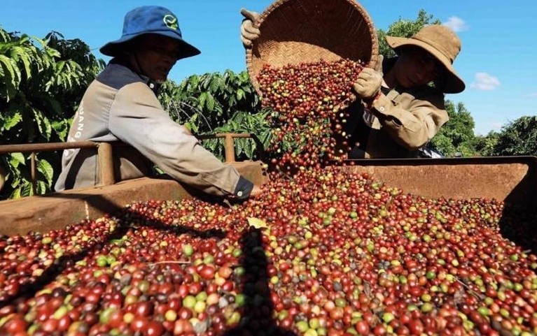 Thị trường nông sản 01/8/2025: Giá lúa gạo đi ngang, cà phê giảm 2.200 đồng/kg