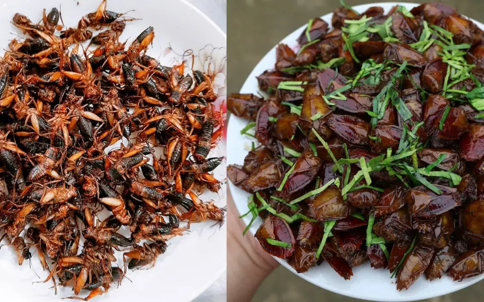 Bọ xít chiên giòn - món ăn 
