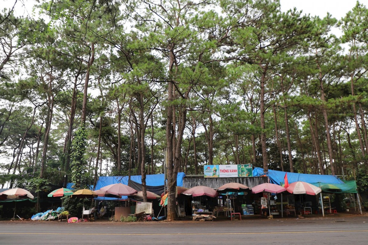 Lâm Đồng: Vận động, xử lý các vi phạm về lâm nghiệp, đất đai tại xã Trường Xuân